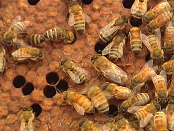 Image: Bees