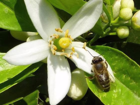 Several beekeepers and environmental groups unsuccessfully petitioned the EPA last year to restrict insecticides.