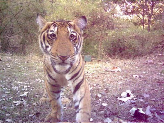 This tiger cub, about 4 to 5 months old, was photographed by a camera trap in India's Bhadra Tiger Reserve.