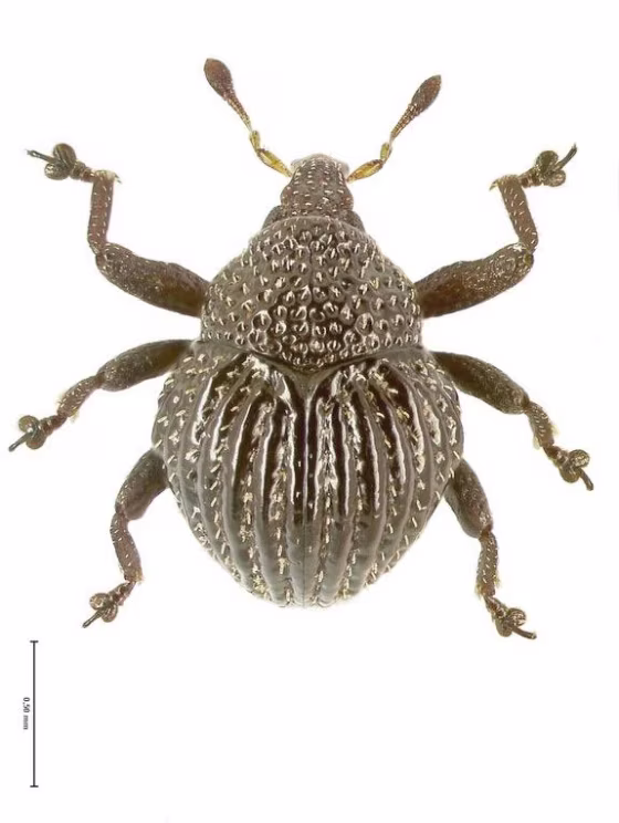 This picture shows one of the newly described species, Trigonopterus echinus.