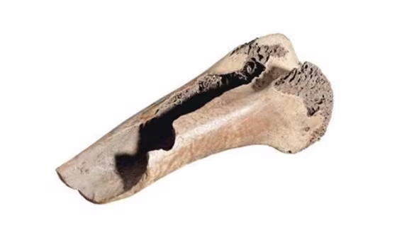 A rare four-inch fragment of a femur bone of a dodo, a flightless bird that was hunted to extinction about 300 years ago, will go on sale in April. This picture was released by Christie's auction house in London Wednesday.