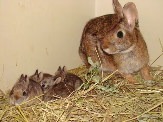 A cottontail, not Peter.