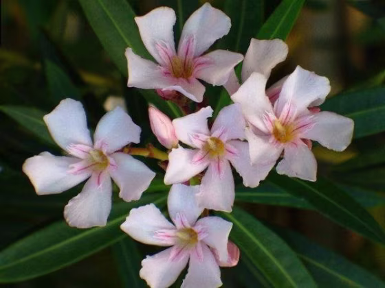The elegant Nerium oleander, the blossoms of which are crimson, magenta or creamy white, is one of the most toxic plants in the world. But every part of the plant, from its stem to its sap, is incredibly poisonous if ingested.