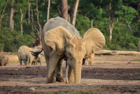 Forest elephants (Loxodonta cyclotis) stop to drink water in the Dzanga Bai forest clearing in Central Africa.
