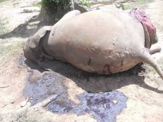 Populations of forest elephants have plummeted by 62 percent over the past 10 years, according to the World Wildlife Fund. Poaching has played a big part in that.