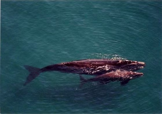 A mother and calf pair of southern right whales in the waters of coastal Patagonia.