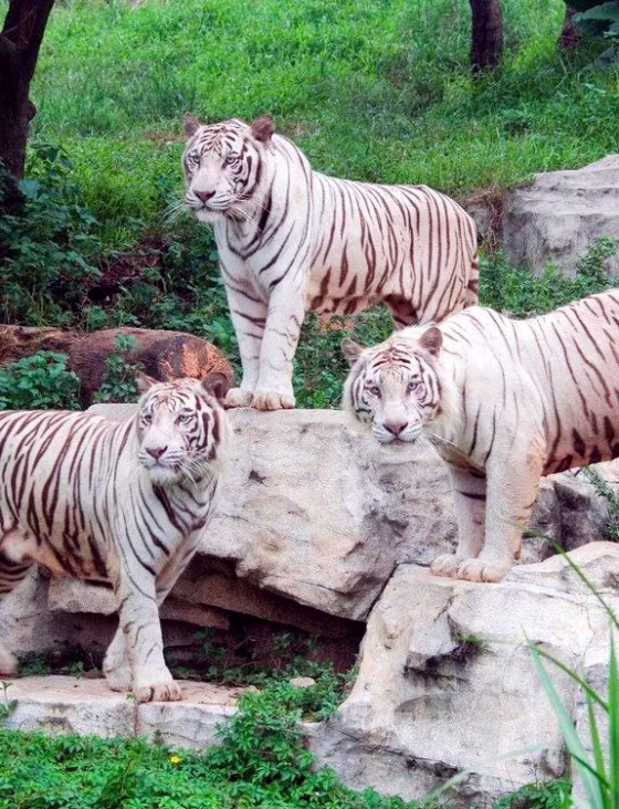 The coat of white tigers, such as these ones at Chimelong Safari Park in China, results from a change in a pigment gene.