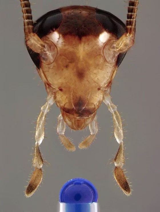 The head of a male German cockroach with antennae extending upward. Long maxillary palps and short labial palps extend downward toward a tasty droplet (blue). The antennae and palps all contain sensory hairs, some of which convey information about taste to the insect's central nervous system.