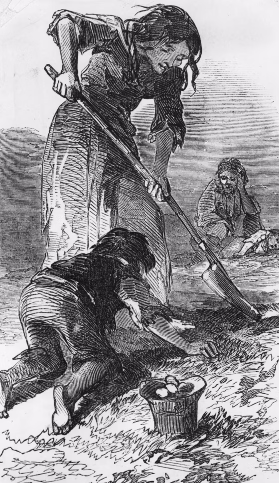 Starving people searching for potatoes in a stubble field during the Great Famine (1845-1852) which was caused by the failure of the Irish potato crop and British government inaction.