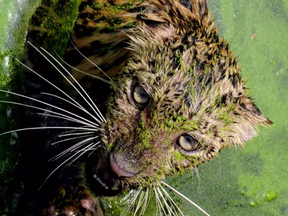 DNA analysis of one leopard's scat showed that the bones came from an adult female chimp.