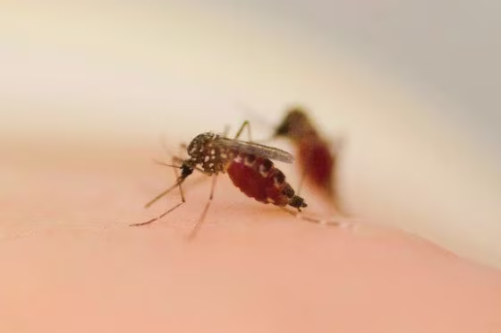 Genetically engineered mosquitoes can't tell the difference between human and animal scents.