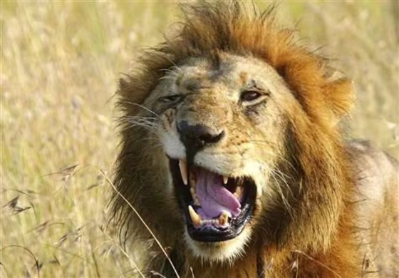 This lion was photographed on the Masai Mara plains in Kenya. A new study finds that the king of beasts could be doing his share of the hunting after all