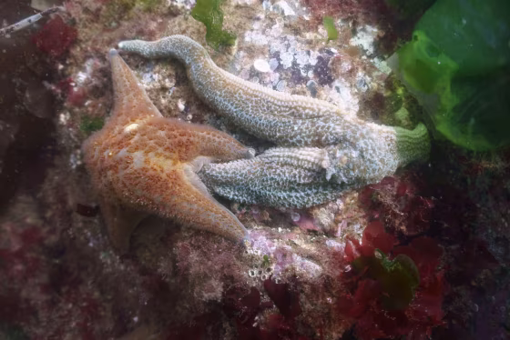 Leather sea star eating a dying mottled sea star.