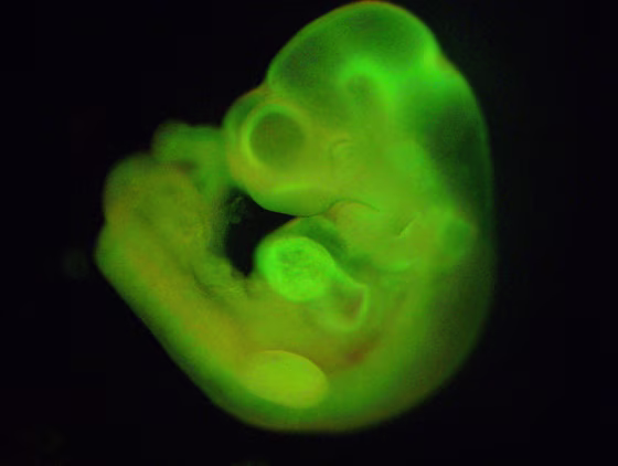 Japanese researchers say theyÃ•ve created a new type of stem cell just by pressuring normal cells in the body, a finding that suggests we may all have...
