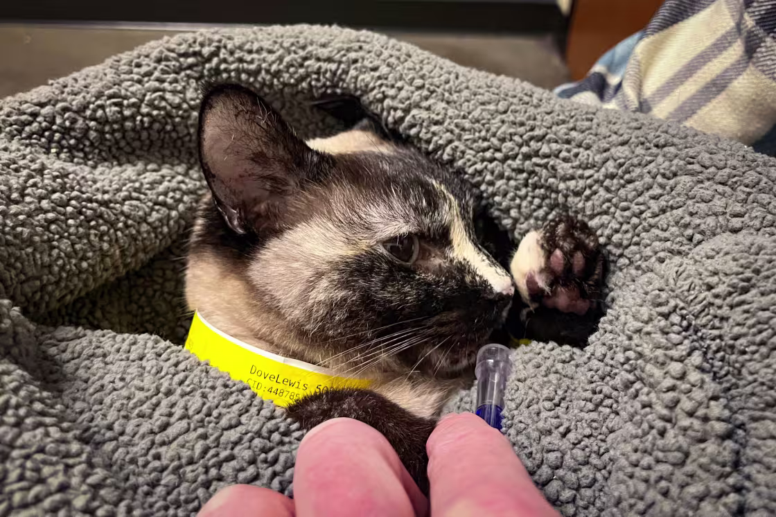 Tim Hanson’s cat Kira in the hospital.