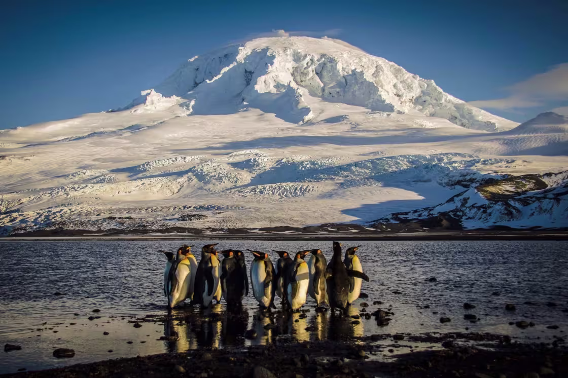 A waddle of King penguins on the shores of Heard Island.