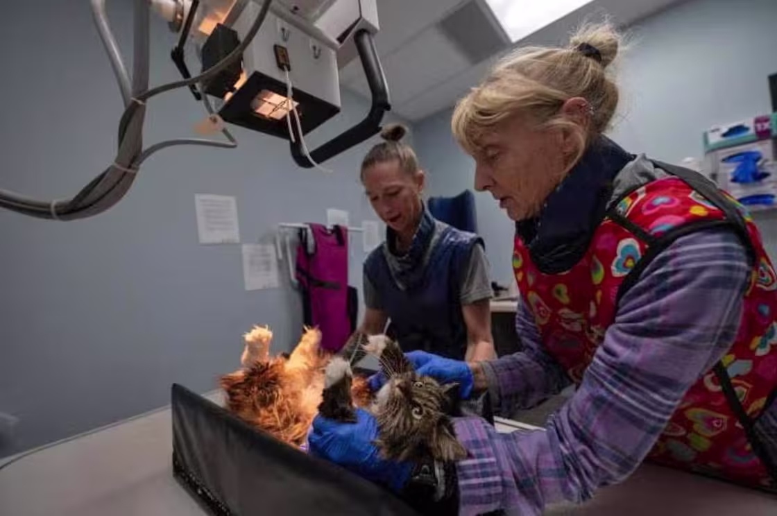 https://media-cldnry.s-nbcnews.com/image/upload/t_fit-560w,f_avif,q_auto:eco,dpr_2/rockcms/2025-05/250505-bryce-canyon-cat-rescue-mn-1040-b29e3d.jpg