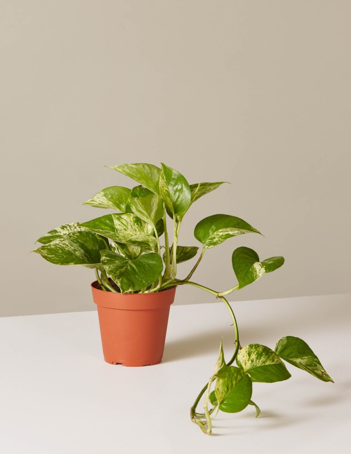 Golden Devil&#039;s Ivy - Pothos - Epipremnum - 4&quot; Pot - Very Easy to Grow