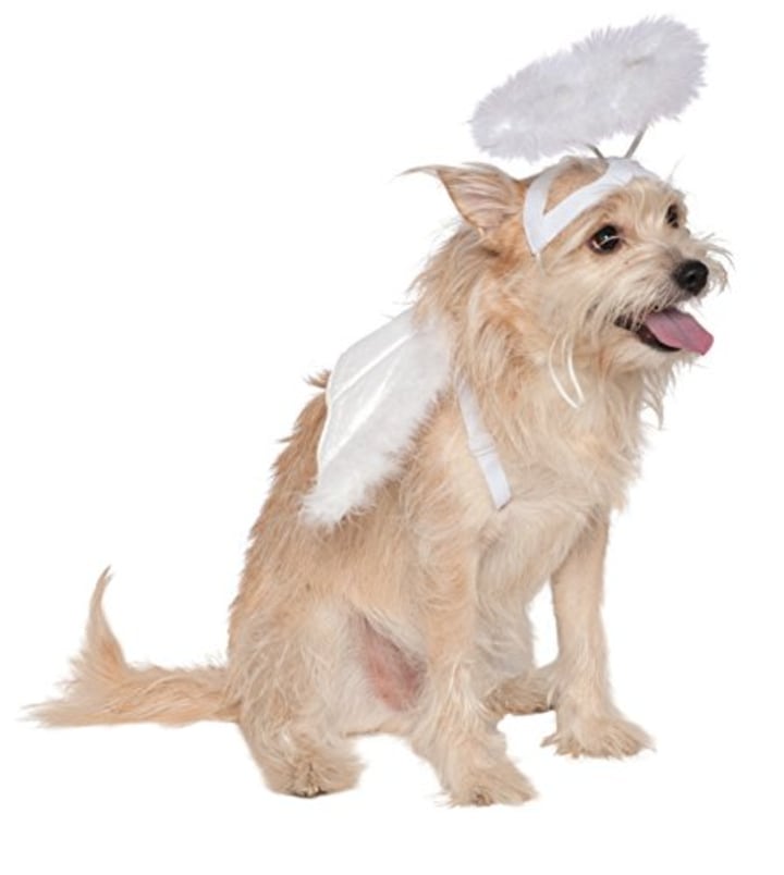 Angel Wings and Halo for Pets