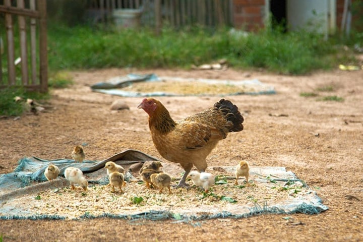 Flock of Chicks