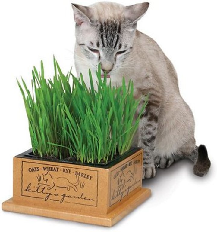 Smartcat 3844 Kitty&#039;S Garden Edible Grass Planter