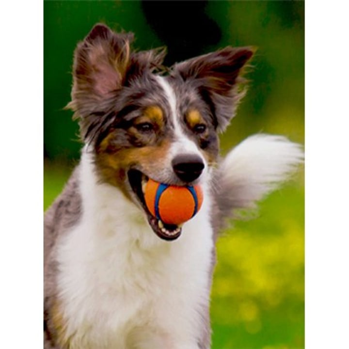 Chuckit! Ultra Dog Toy Ball Bounces and Floats, Bright Orange and Blue