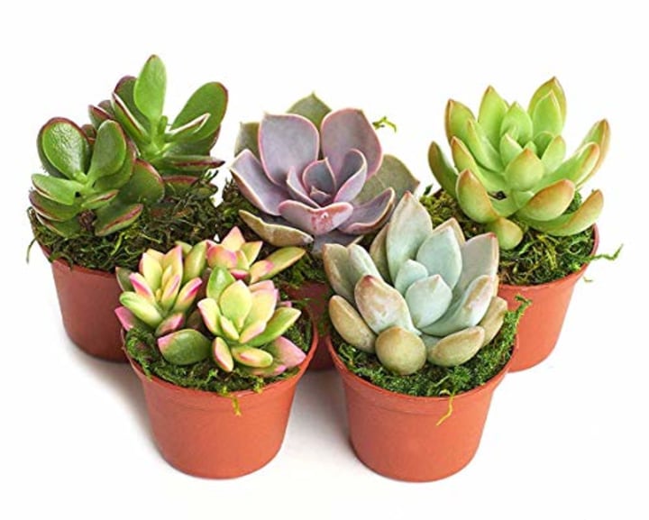 Collection of 5 Live Succulent Plants from Shop Succulents