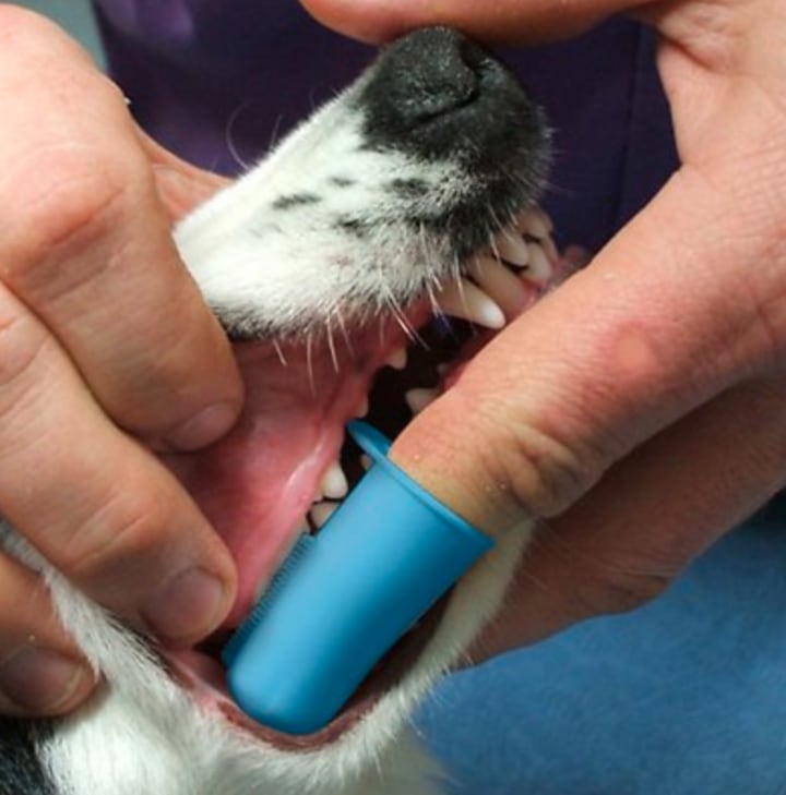 Pet Republique Dog Finger Toothbrush