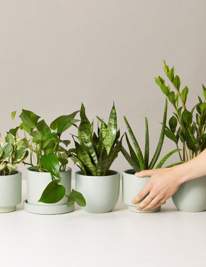 The Sill Monthly Plant Subscription
