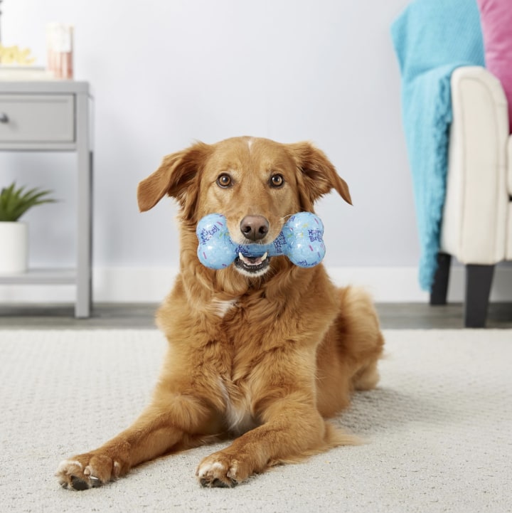 Frisco Birthday TPR Bone Dog Toy, Blue