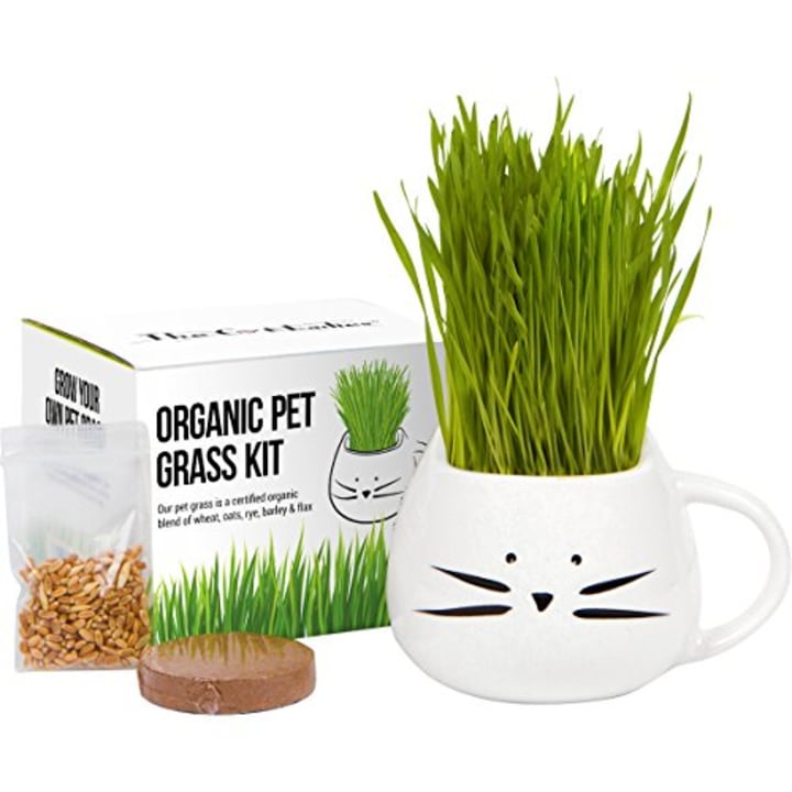 Organic Cat Grass Growing kit with Organic Seed Mix, Organic Soil and Cat Planter. Natural Hairball Control and Remedy. Manufactured in The USA.