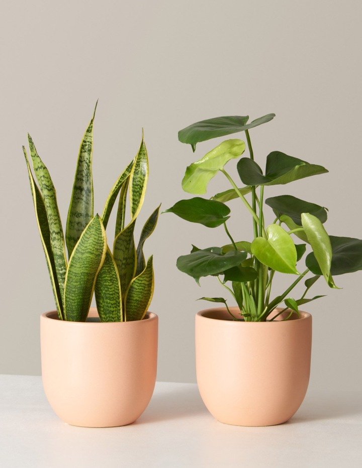 The Sill Plant Bestsellers Duo