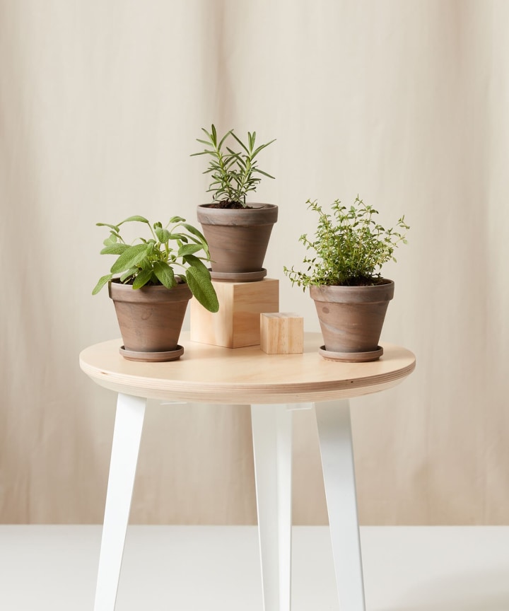 Aromatic Herbs Collection