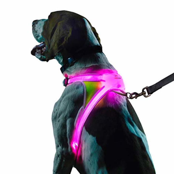 Noxgear LightHound LED Dog Harness. Best Dog Harnesses 2021.