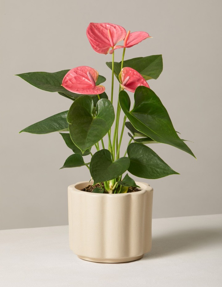 Pink Anthurium. The 6 best indoor plants and how to care for them