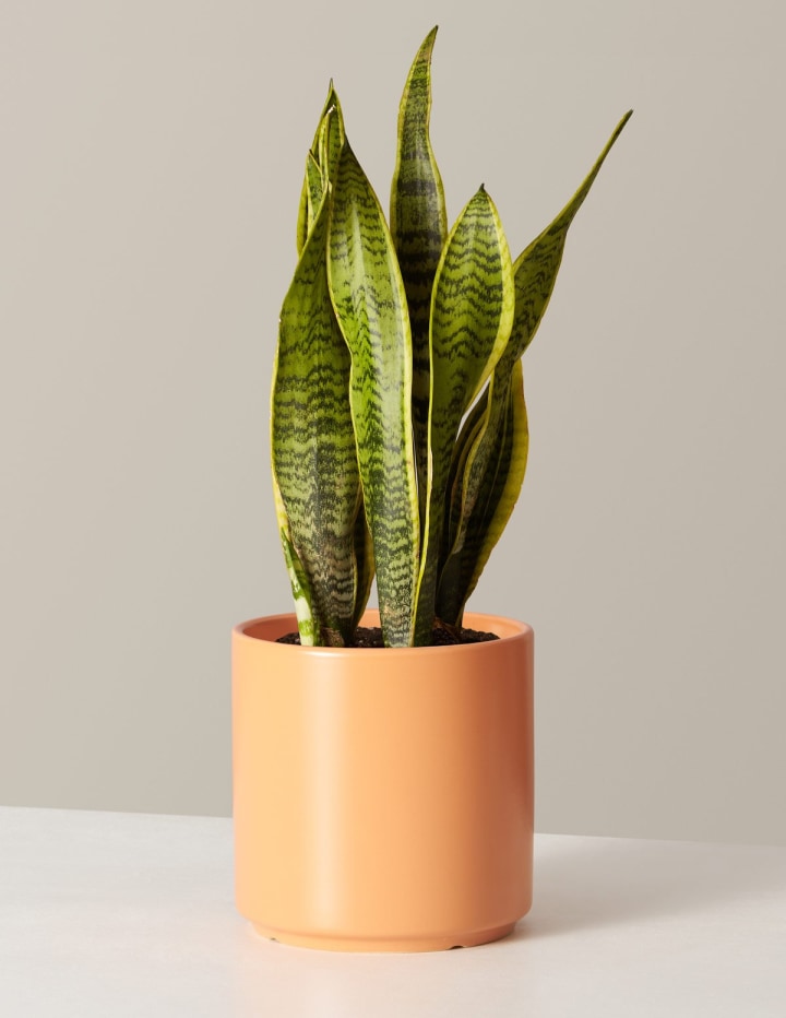 Snake Plant Laurentii, The 6 best indoor plants and how to care for them