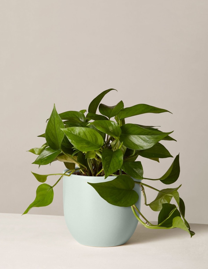 Golden Devil's Ivy. The 6 best indoor plants and how to care for them