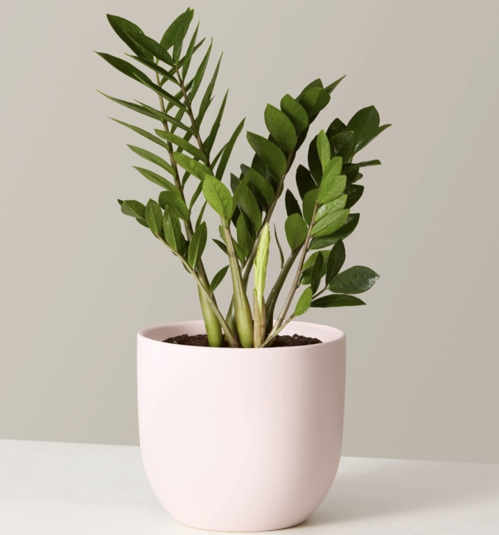 ZZ Plant. The 6 best indoor plants and how to care for them