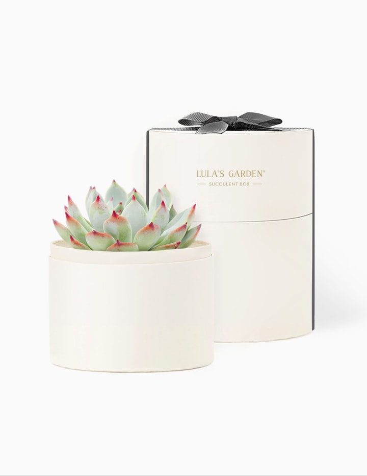 Succulent Plants for Holiday Gifts, Employee Gifts, Corporate Gifts, Thank You Gifts, Client Gifts - Unique and Eco-Friendly Gifts (Classic, Happy Hanukkah)