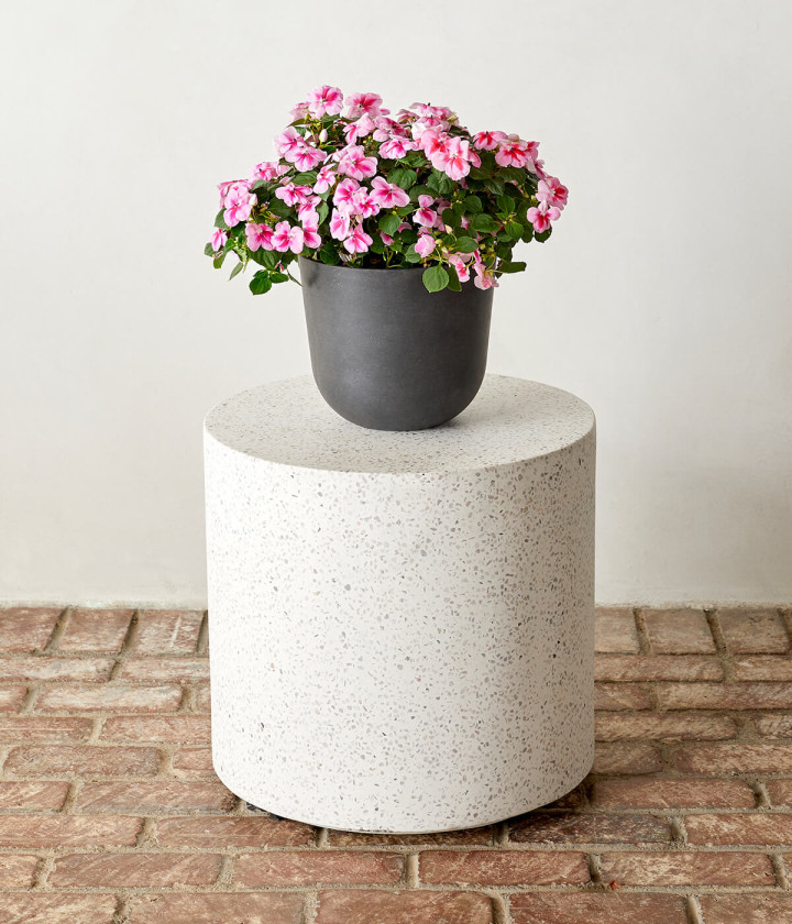 Bloomscape Pink Impatiens Accent Kit. New and notable launches this week.