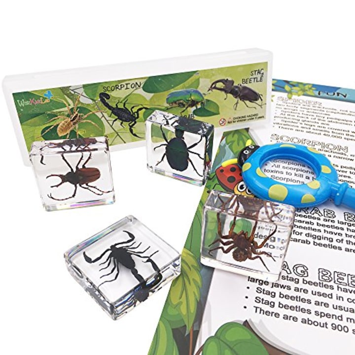 4 Real Bugs Insect Arachnid Resin Specimen STEM Set Magnifier Fun Fact Sheet Poster