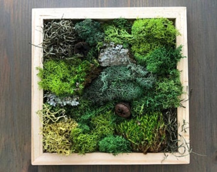 DIY Moss Wall Art Kit