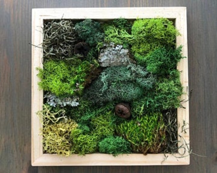 Craft Gift for Teens Craft Kit for Teens DIY Art Kit Teenager Craft Kit  Frame Teen Activity Set Nature Art Preserved Moss DIY Room Decor Kit 