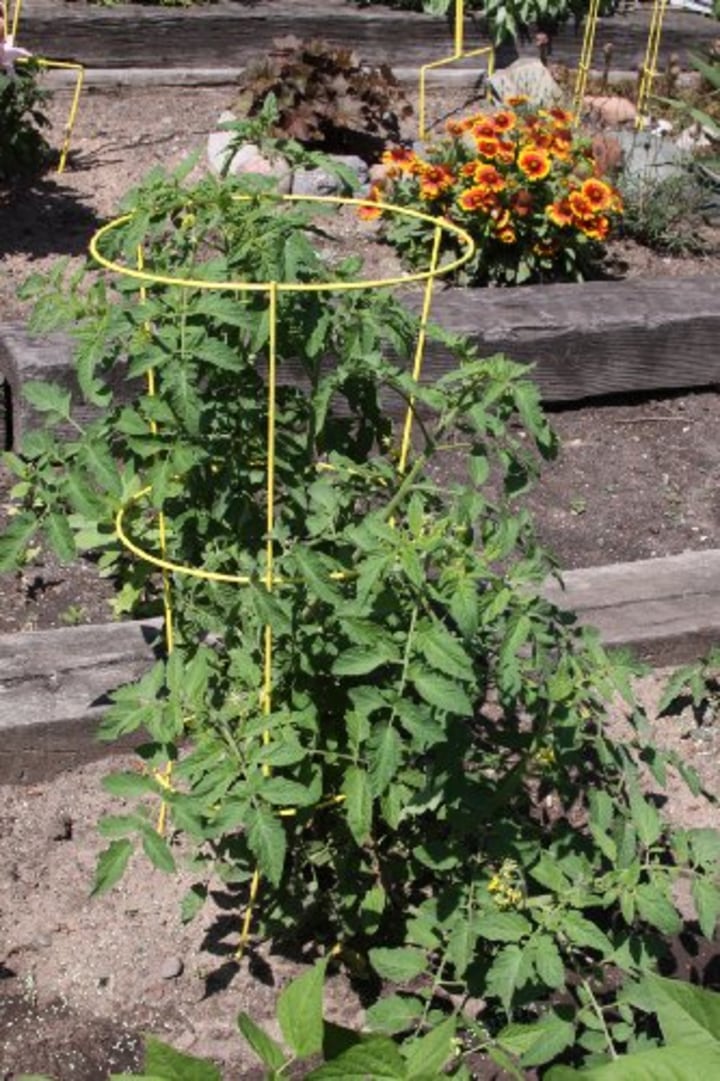 Cucumbers Pole Beans 24 Round Tomato Cage Home Gardening Yard Planting Vine Plant Heavy Gauge Galvanized Steel Wire with 4 Adjustable Rings Perfect for Growing Tomato Plants Grapes and Kiwi. 