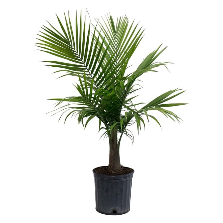 Live 10&quot; Majesty Palm Plant
