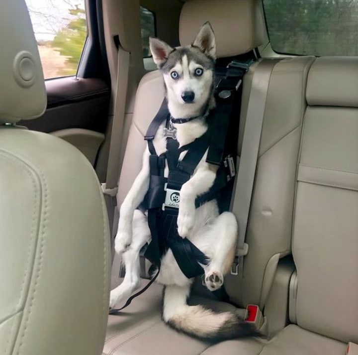 Prime Paws® Folding Dog Travel Booster Bag Cat Puppy Pet Car Seat Carrier Safety Belt Cover Black 