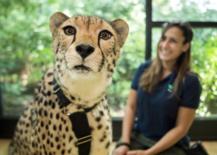 Bronx Zoo Virtual Wild Encounter