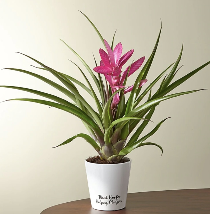 FTD Thank You For Helping Me Grow Bromeliad Plant