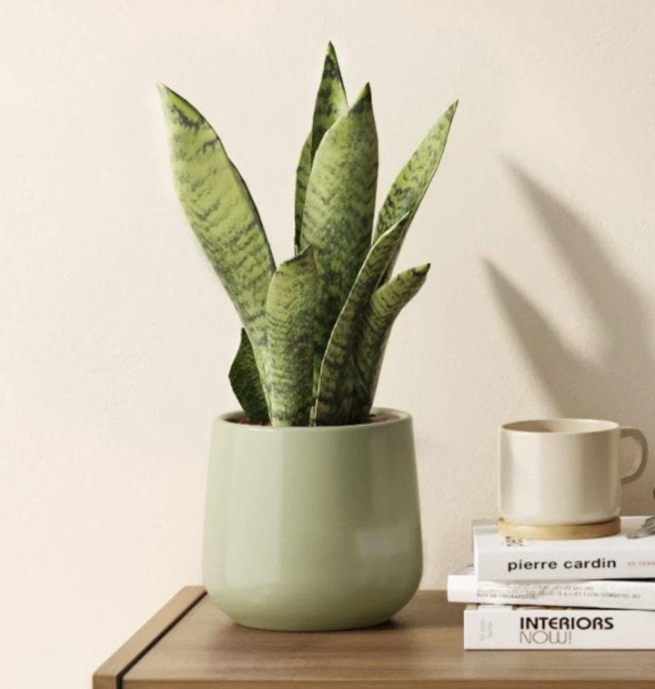 How Easyplant makes maintaining my indoor plants simple