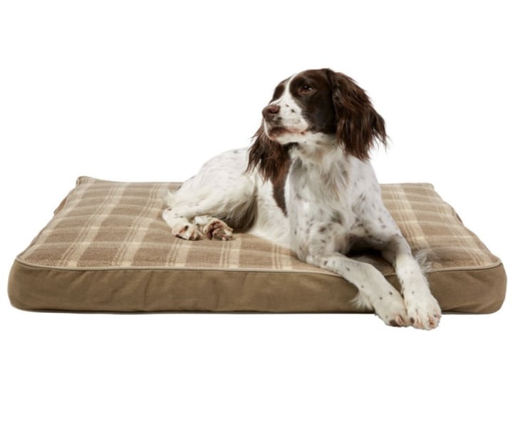 12 best dog beds in 2022, according to experts